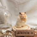 Syrian Hamster Wool Felt Portrait｜寵物客製化熊仔鼠｜仿真擬真熊仔鼠包玻璃罩羊毛氈訂製｜寵物紀念（50％訂金）｜香港女生的羊毛氈小店
